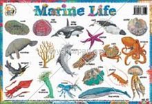 Плакаты на английском языке Marine Life